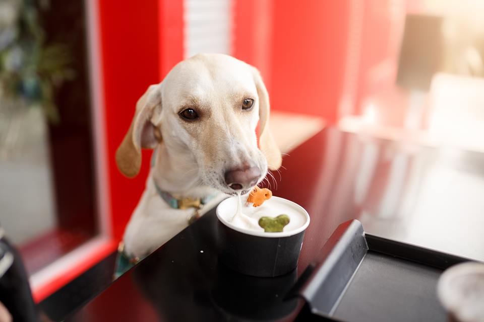 Foto colorida de um cachorro comendo - Metrópoles