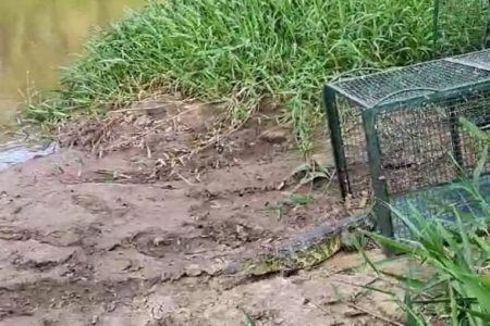 foto colorida de jacaré-de-papo-amarelo sendo devolvido à natureza no município de Lucélia (SP) após ser encontrado em uma piscicultura - Metrópoles