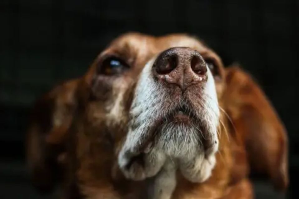 Cachorro mostrando o nariz para a foto