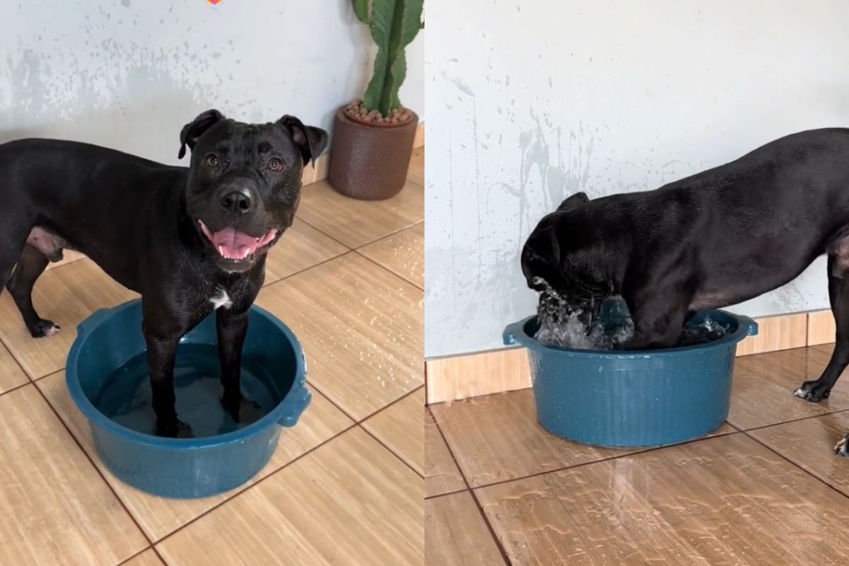 Foto colorida de um cachorro - Metrópoles