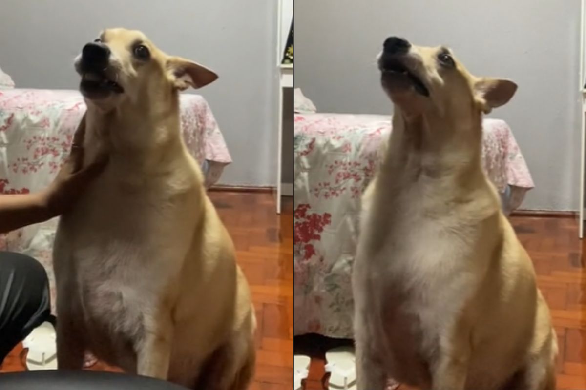 Foto colorida de um cachorro de pelagem branca - Metrópoles