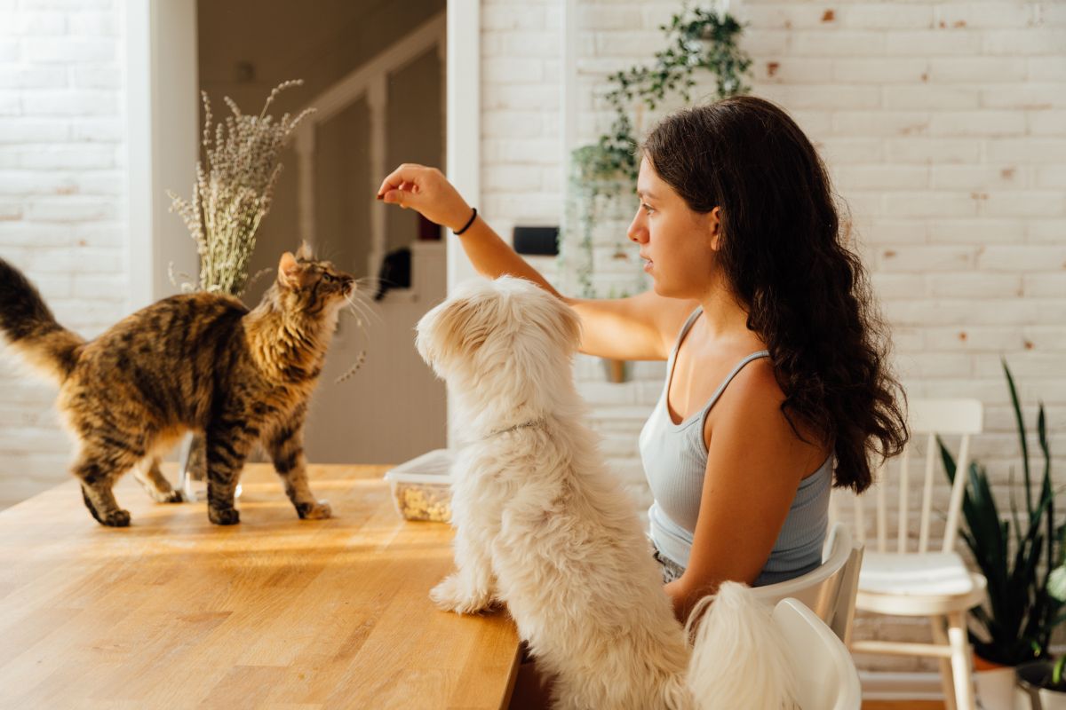 Gato em cima da mesa e tutora o alimentando com o cachorro do lado