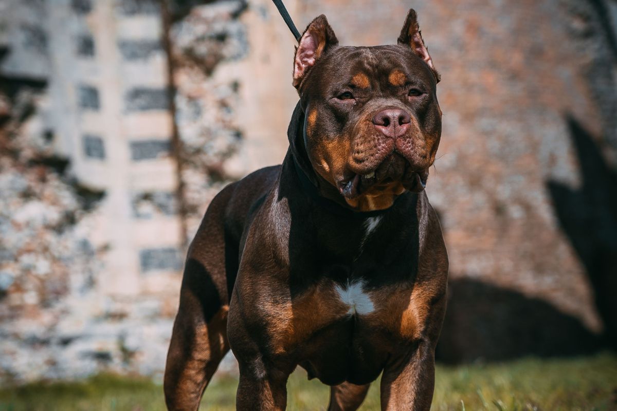 Foto colorida de uma cachorro de pelagem marrom escuro - Metrópoles