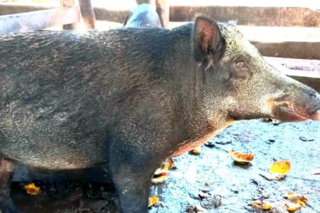 foto colorida de javaporcos mantidos confinados em casa de mulher em Caiuá (SP) - Metrópoles