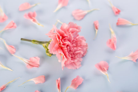 Foto colorida mostra flor de cravo rosa