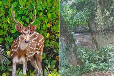 Imagem mostra cervo flagrado correndo de cachorros em uma região de Ibirama, no Alto Vale - Metrópoles