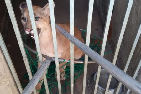Espécie em extinção, onça-parda é resgatada após ser mantida em cativeiro na Bahia