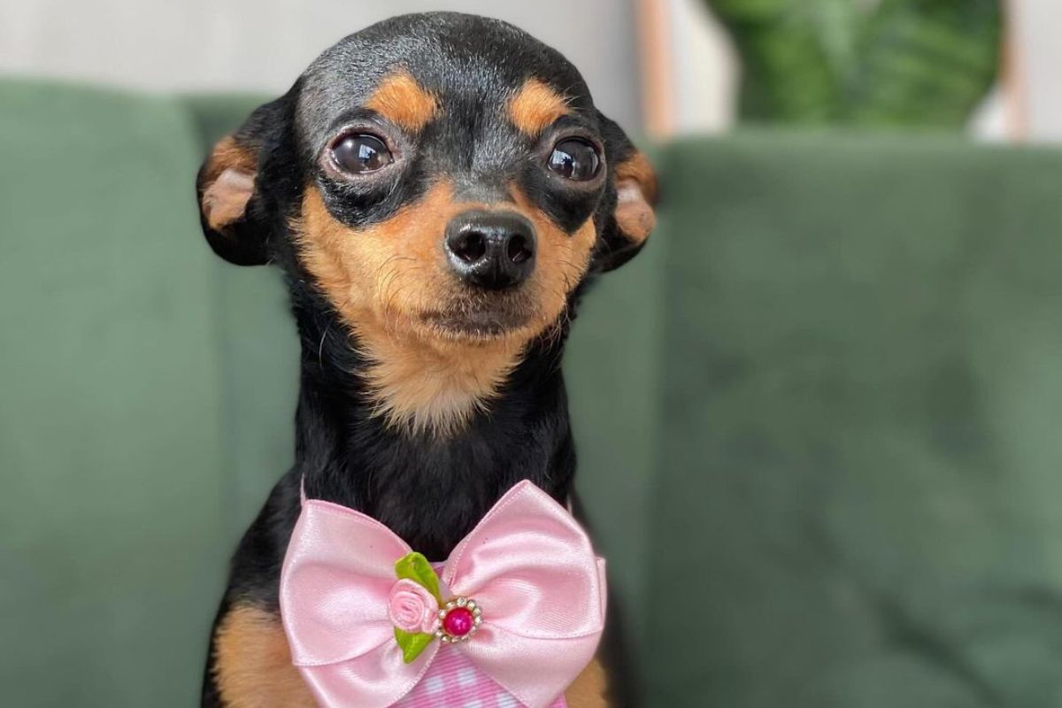 cachorro preto da raça pinscher