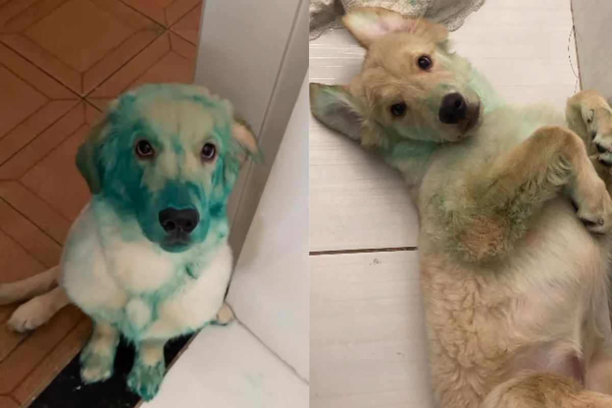 Foto colorida de um cachorro pintado de verde - Metrópoles