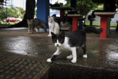 Imagem colorida de gatos - Metrópoles