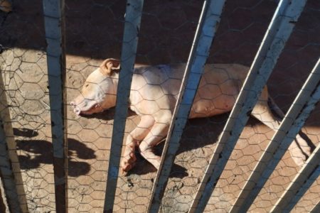 foto colorida de pitbull encontrado em estado de abandono, doente e sem água e comida, em Teodoro Sampaio (SP) - Metrópoles