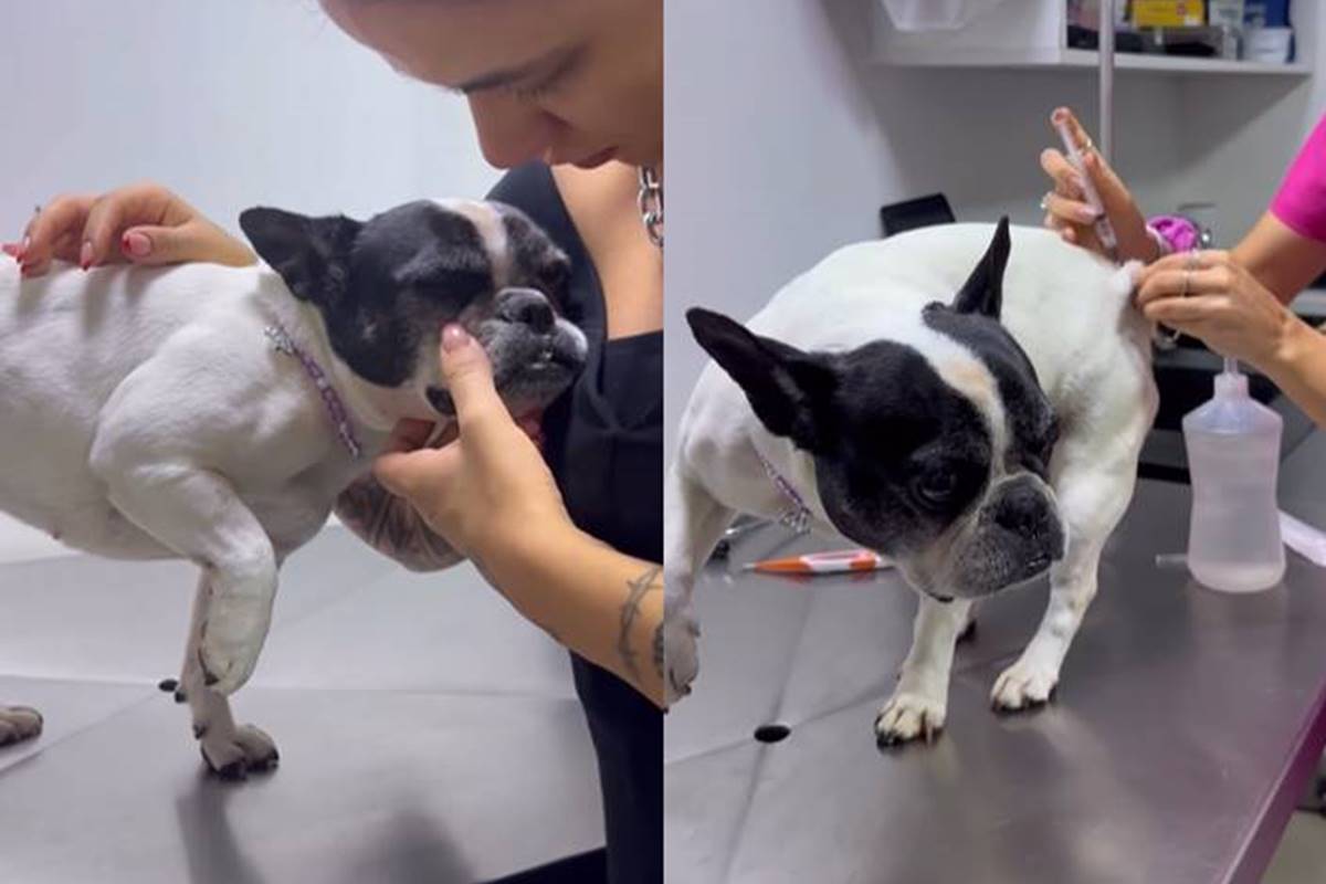 Montagem com dois frames coloridos de um vídeo que mostra uma bulldog frnacês no veterinário - Metrópoles