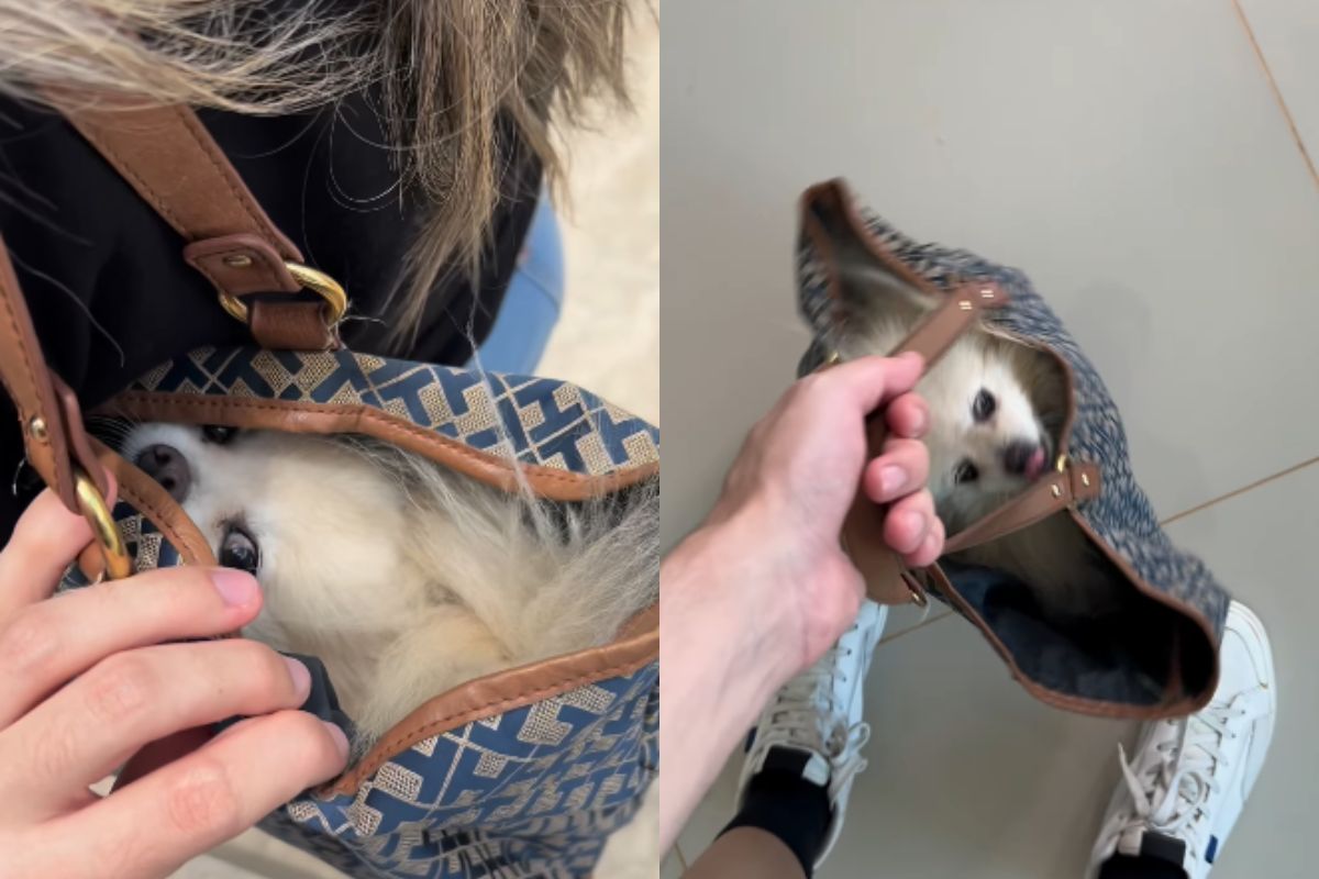 Foto colorida de um cachorro na bolsa - Metrópoles