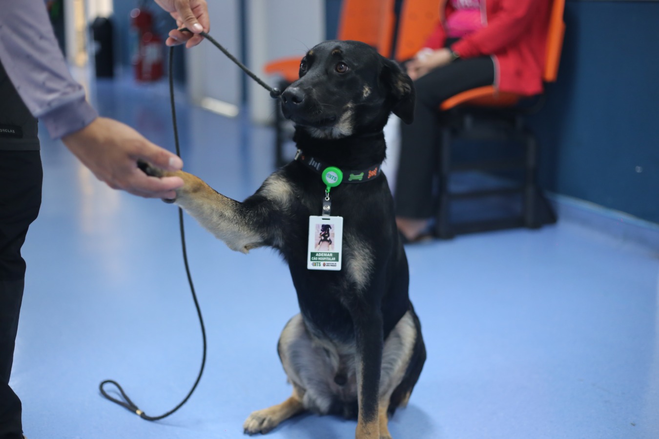 Foto colorida do cachorro Ademar - Metrópoles