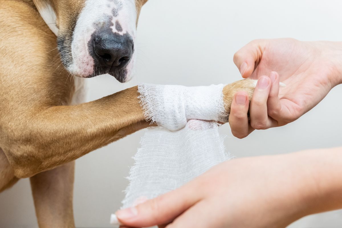 cachorro caramelo com a pata enfaixada