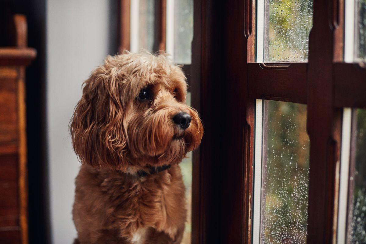 cachorro olhando a chuva pela janela