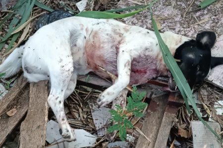 foto colorida de cachorro morto por homem em Presidente Prudente - Metrópoles