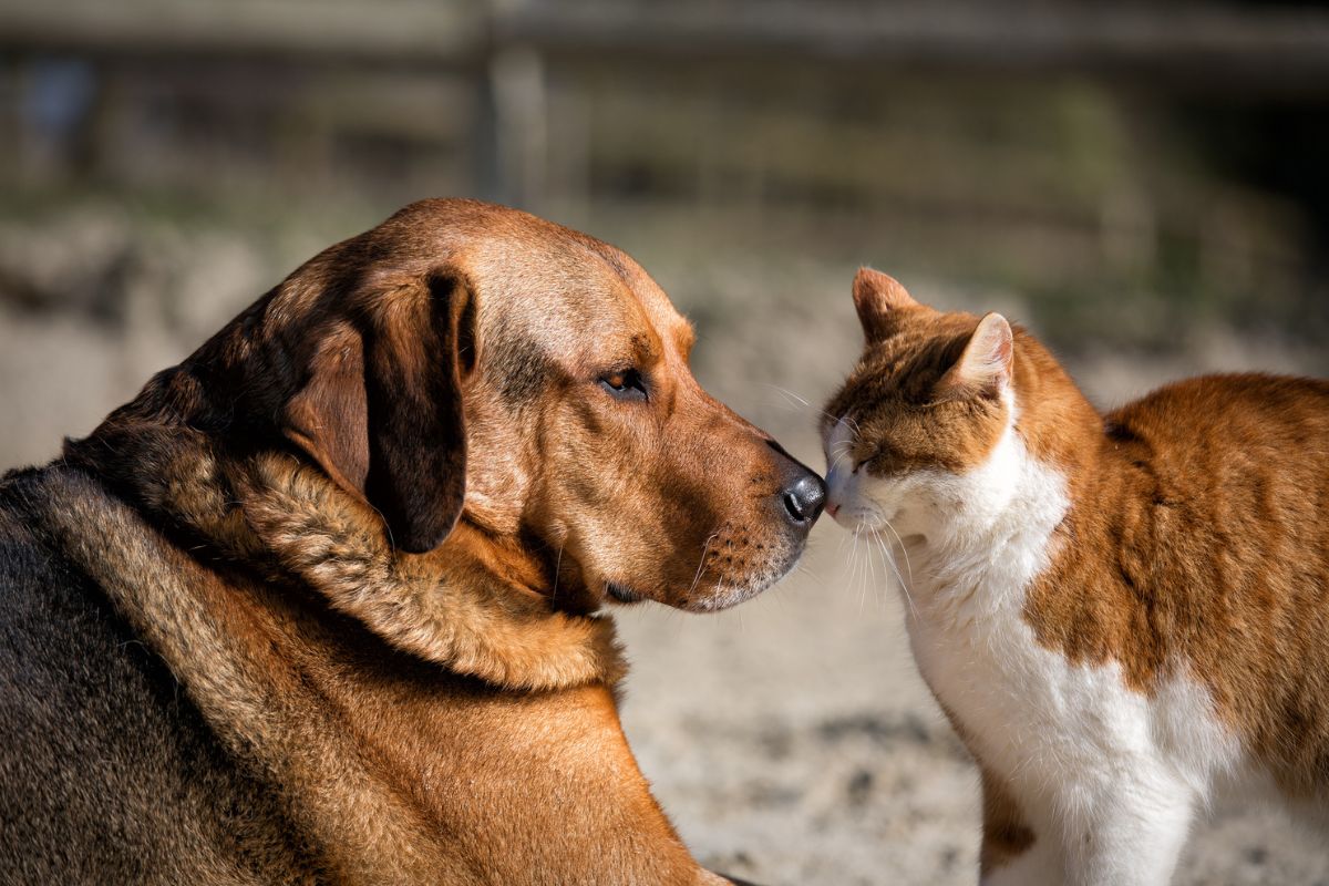 cachorro caramelo com gato branco e caramelo