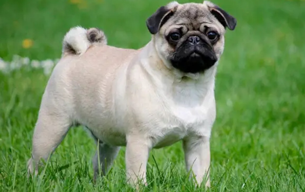 Foto colorida de cachorro da raça Pug