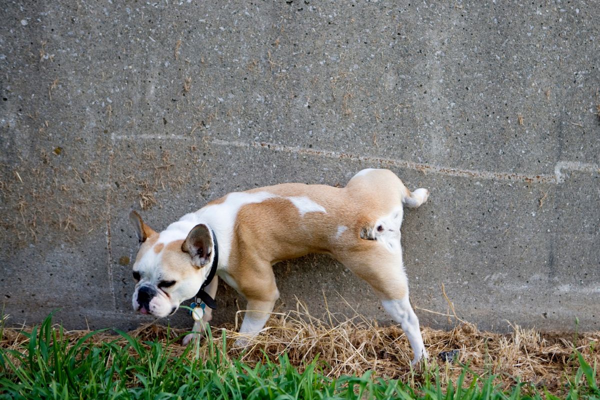 cachorro branco e caramelo fazendo xixi