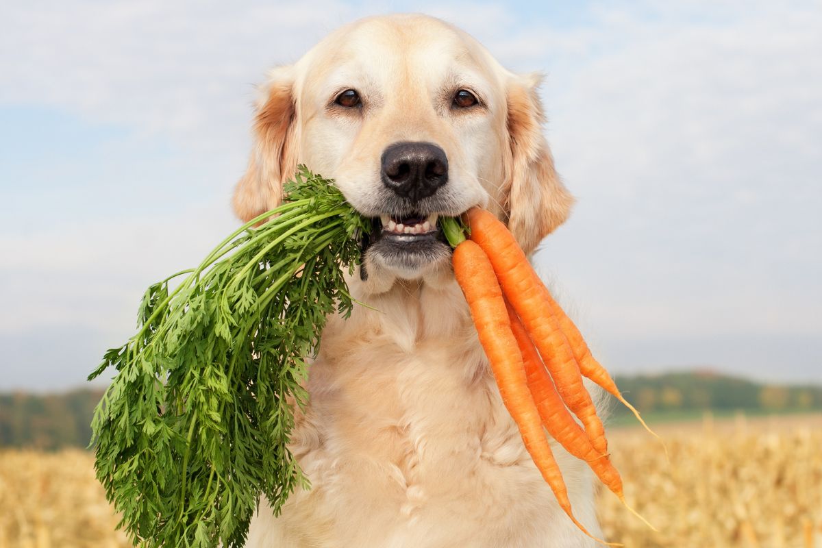 cachorro comendo cenoura