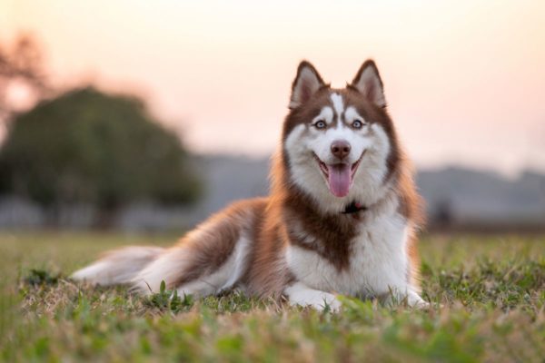 husky siberiano