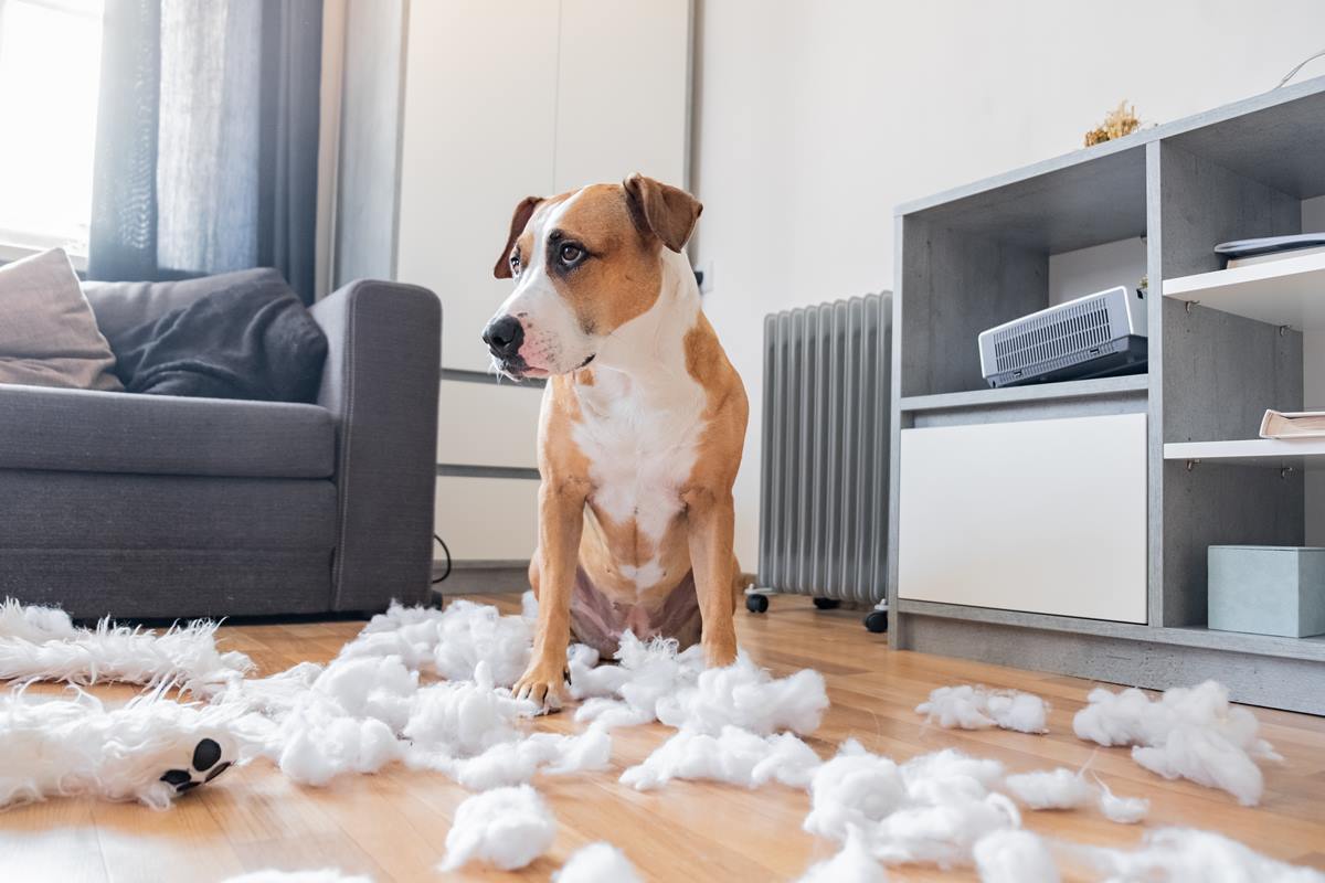 Foto colorida de um cachorro bagunceiro - Metrópoles