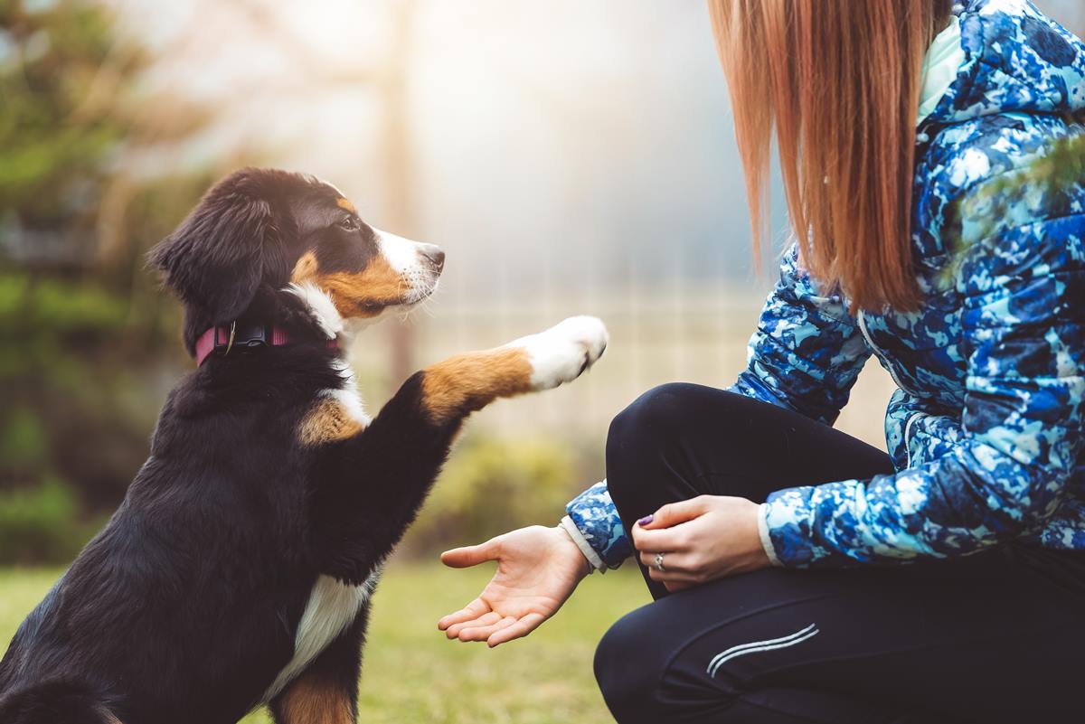 Foto colorida de um adestramento de cachorro - Metrópoles