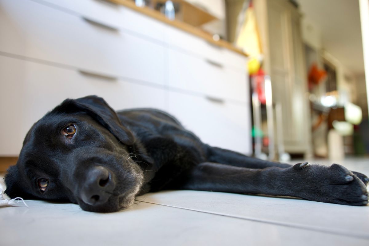 cachorro preto deitado no chão