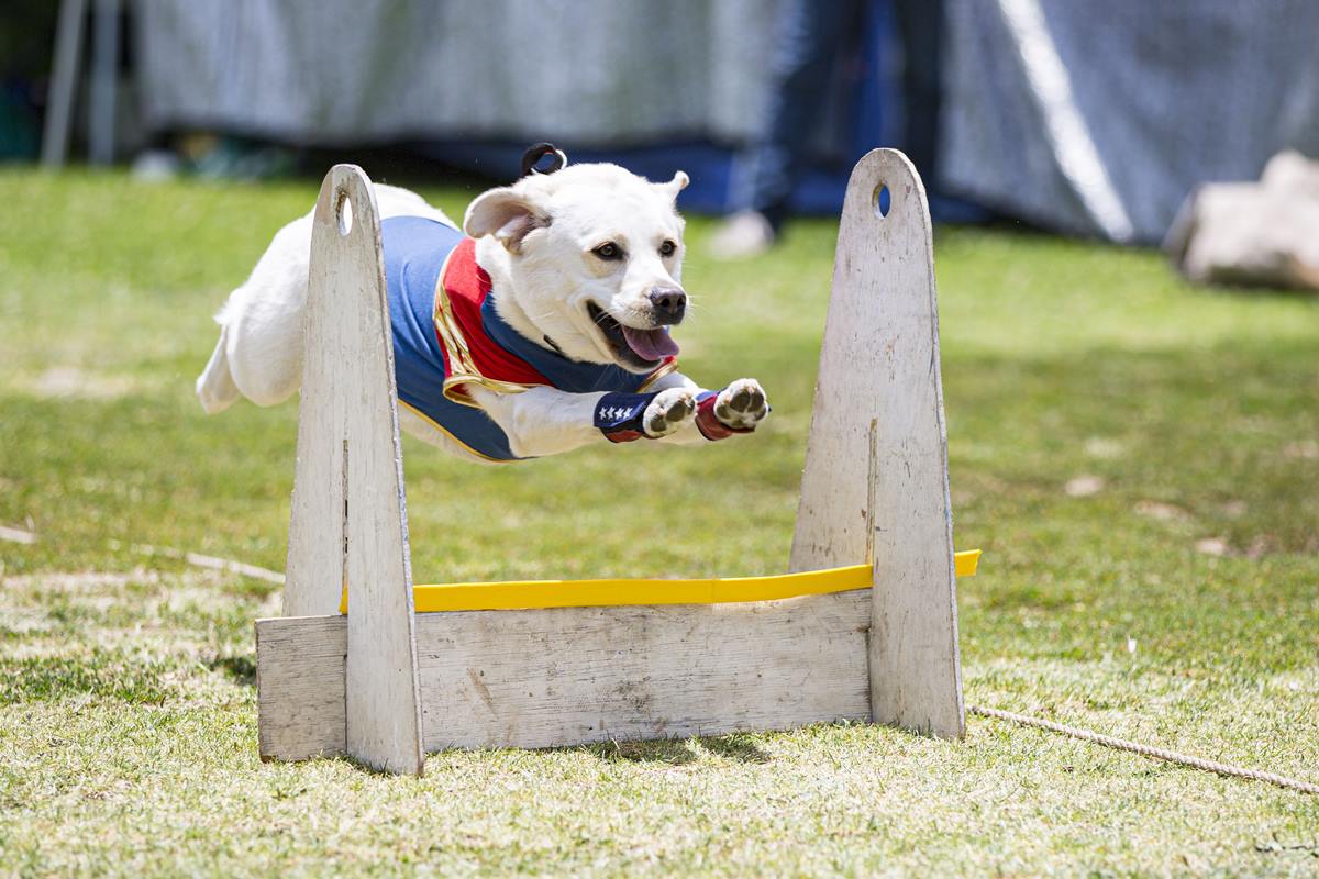 Foto colorida de um cachorro correndo - Metrópoles