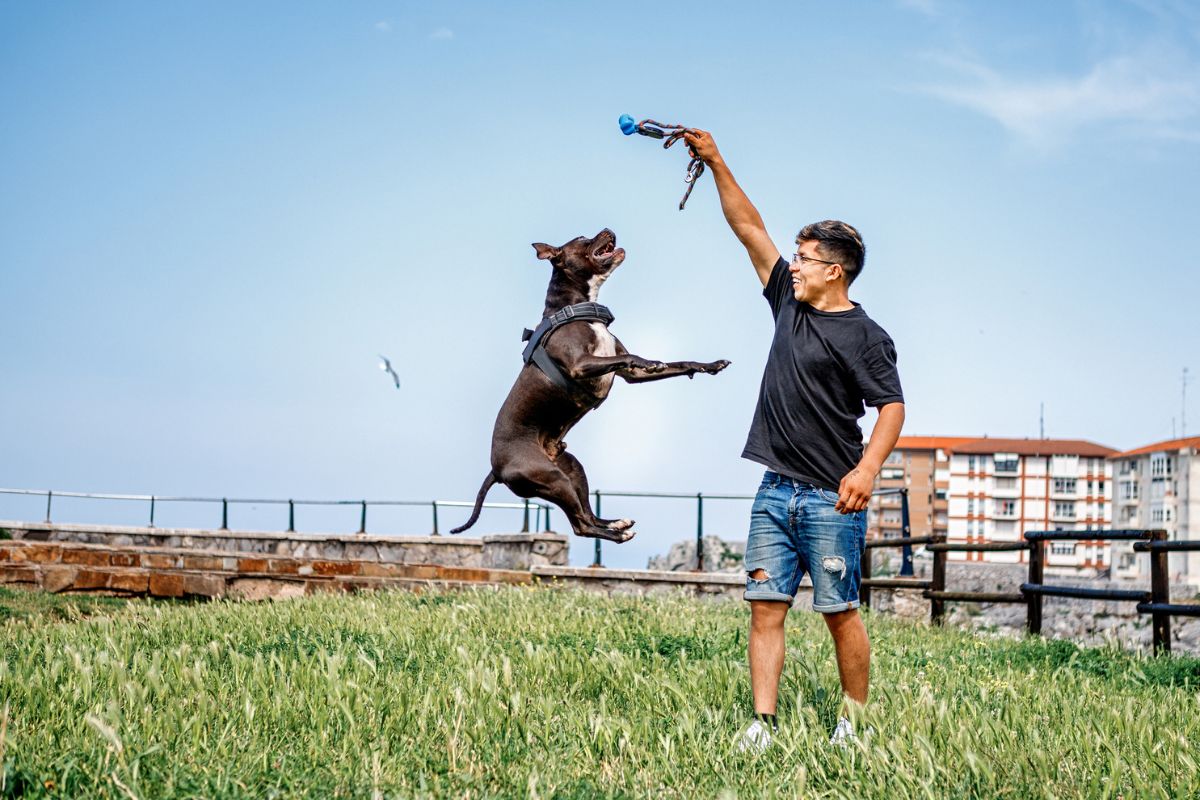 homem adestrando cachorro