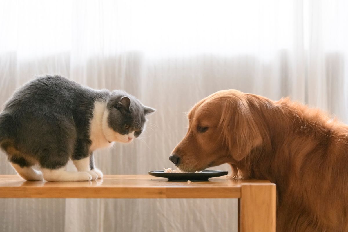 gato cinza com cachorro caramelo