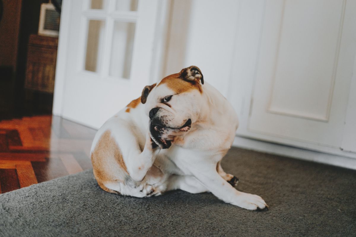 cachorro buldogue caramelo e branco se coçando