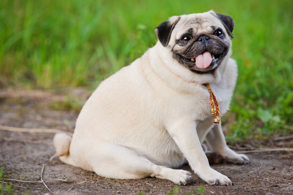 cachorro gordo da raça pug