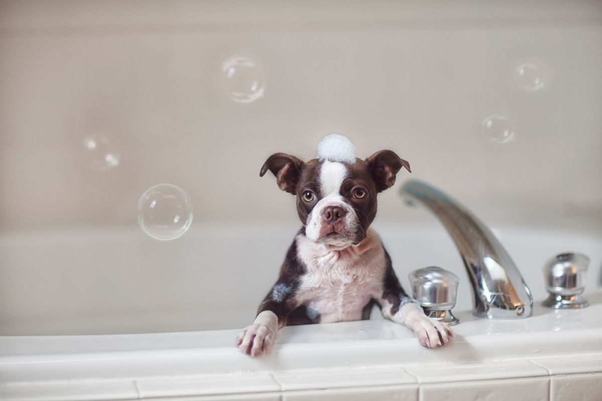 cachorro tomando banho de banheira