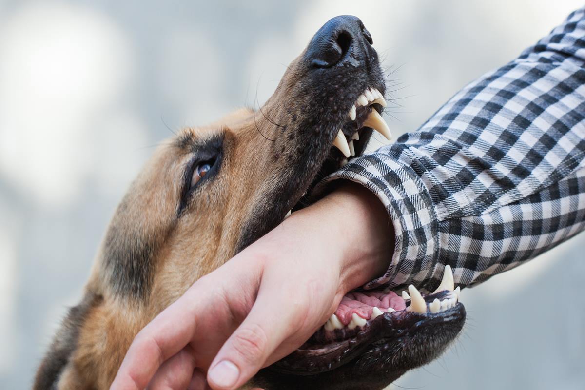 Foto colorida de um cachorro - Metrópoles