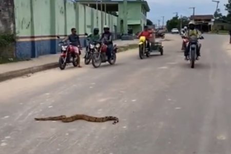 Jibóia Amazonas