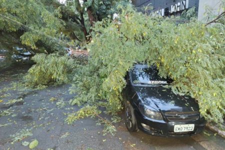 Imagem mostra árvore derrubada durante a chuva - Metrópoles