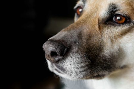 Imagem colorida de cachorro - Metrópoles