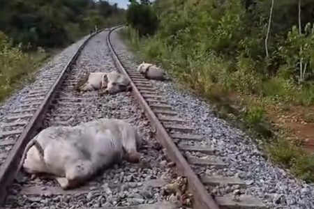 Imagem colorida de vacas mortas após serem atingidas por locomotiva no Tocantins - Metrópoles