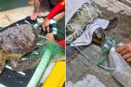 Bombeiros improvisam técnica para humanos e salvam tartaruga afogada em Balneário Camboriú