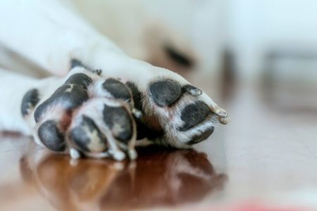 patas de um cachorro branco