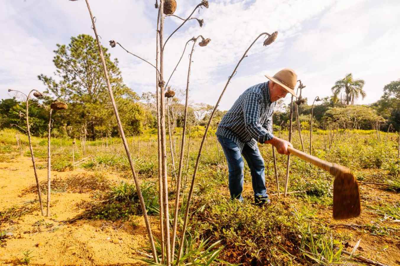 Foto colorida de produtor rural da Zona Sul de São Paulo em ação - Metrópoles