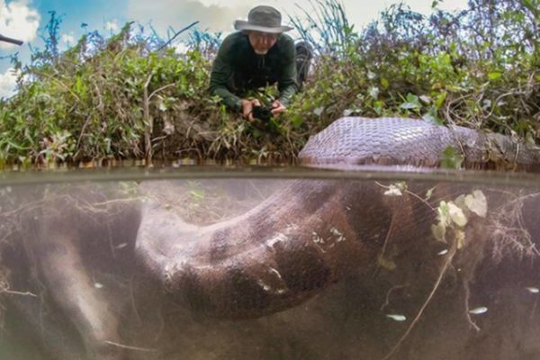 Foto colorida de sucuri gigante encontrada em Bonito (MS) - rascunho