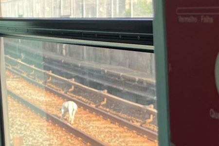 foto colorida de cachorro que invadiu trilhos da Linha Vermelha do Metrô e atrasou operação - Metrópoles
