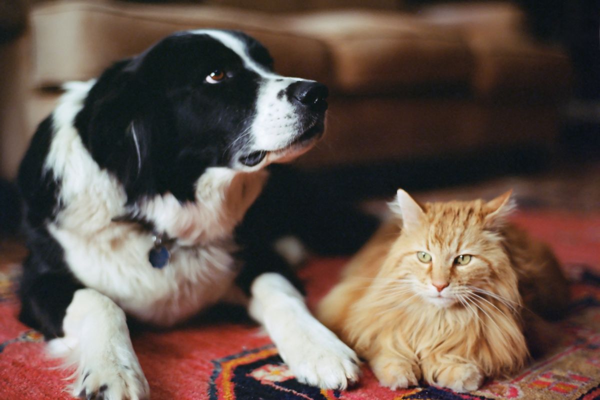 cachorro preto e branco ao lado de gato caramelo