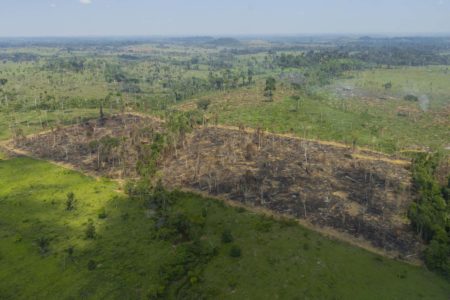 Desmatamento na floresta amazonica - Metrópoles