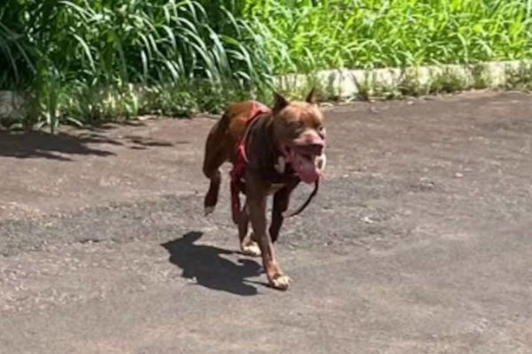 imagem colorida pit bull sacrificado apos atacar animais goias