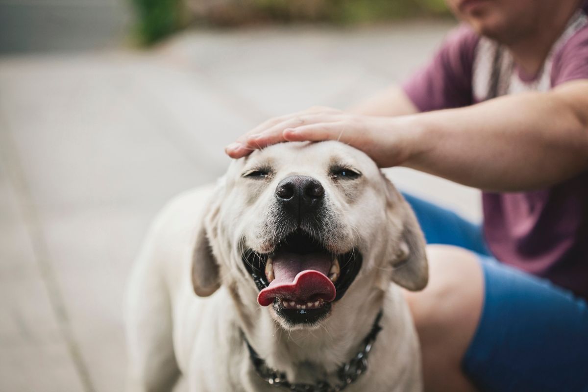 cachorro ofegante com a língua pra fora