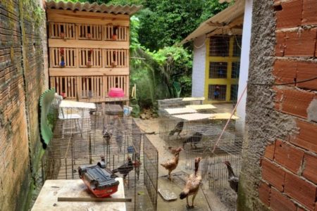 Imagem colorida mostra vários galos separados em gaiolas dentro de um quintal de uma casa em Maresias, no litoral de São Paulo - Metrópoles